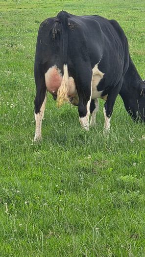First calved dairy heifers