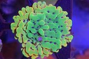 Montipora Palawanensis Frag