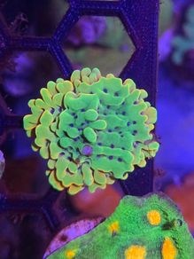 Montipora Palawanensis Frag