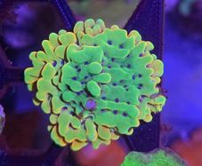 Montipora Palawanensis Frag