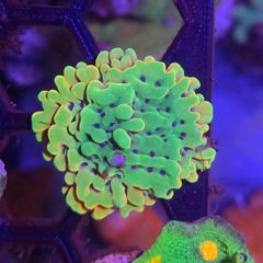 Montipora Palawanensis Frag