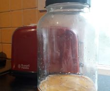 Kombucha Scoby + Starter Tea