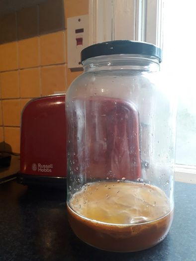 Kombucha Scoby + Starter Tea