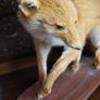 Vintage Taxidermy Red Fox Image 5