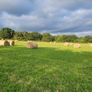 Hay for sale Image 3