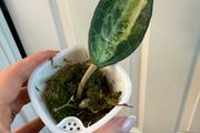 Rare houseplant Hoya Latifolia Pot of Gold