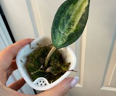 Rare houseplant Hoya Latifolia Pot of Gold