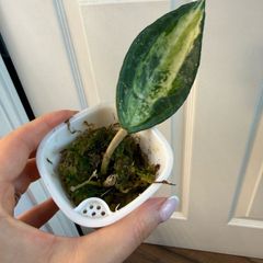 Rare houseplant Hoya Latifolia Pot of Gold