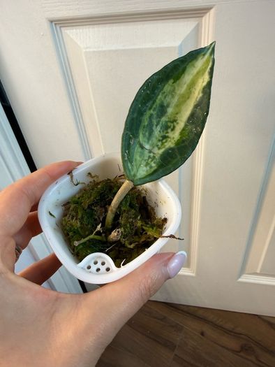 Rare houseplant Hoya Latifolia Pot of Gold