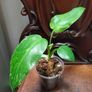Philodendron Jose Buono Image 3