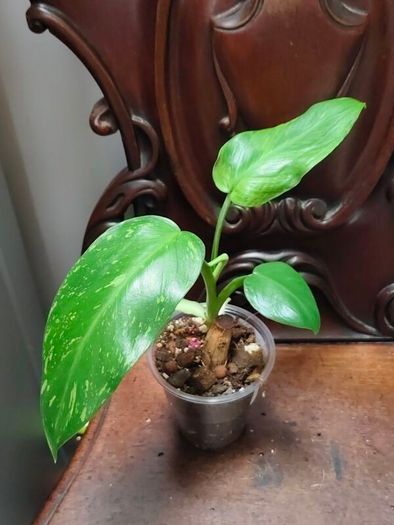 Philodendron Jose Buono