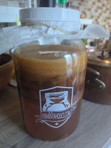 Kombucha starter