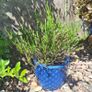 Heather Plant in Decorative Blue Pineapple Texture Pot Image 2