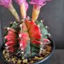 Blooming variegated gymnocalycium mihanovichii cactus Image 4