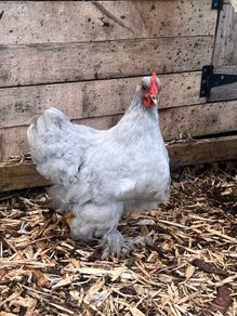 Leghorn/orpington - Lavender Pekins