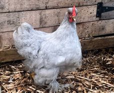 Leghorn/orpington - Lavender Pekins