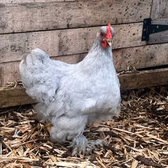 Leghorn/orpington - Lavender Pekins