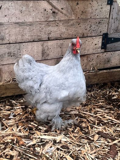Leghorn/orpington - Lavender Pekins