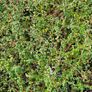 Garden Plants, Two Euros Image 3