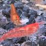 Fish Tank Shrimps Image 5