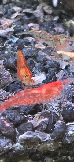 Fish Tank Shrimps