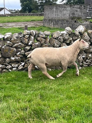 Charolias 5 star pure bred ram