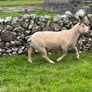 Charolias 5 star pure bred ram Image 7