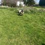 Dutch spotted Rams Image 3