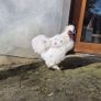 FREE Silkie Roosters Image 7