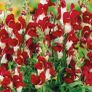 (S) Snapdragon Night and Day seeds 0.2g (415908) Image 2