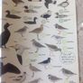 Coastal & Sea Birds Handbook Image 3