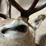 Deer head wall mounted Fallow Stag Image 5