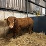 1 Pedigree limousin bull Image 7