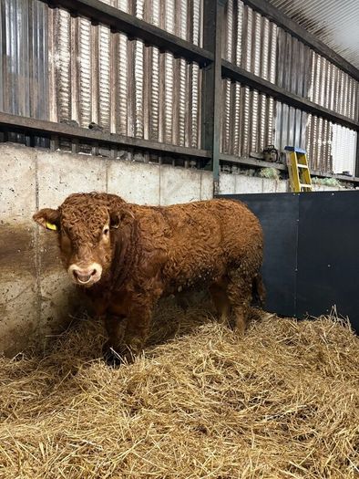 1 Pedigree limousin bull
