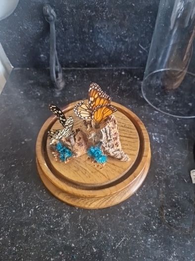 cloche display butterflies