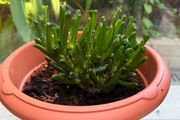 indoor plant