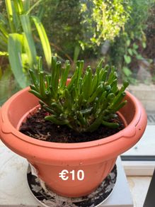 indoor plant