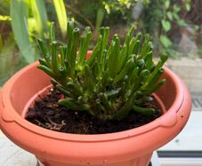 indoor plant