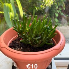 indoor plant