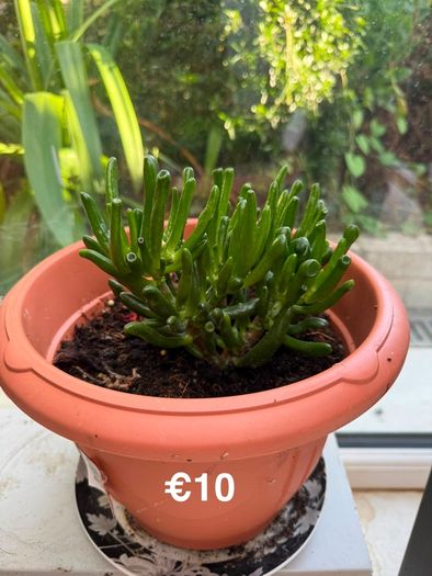 indoor plant