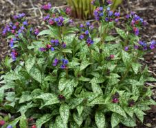 Pulmonaria