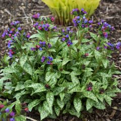 Pulmonaria