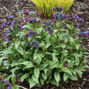 Pulmonaria