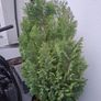 Plant Image 2