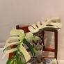 Monstera Mint big leaves Image 2