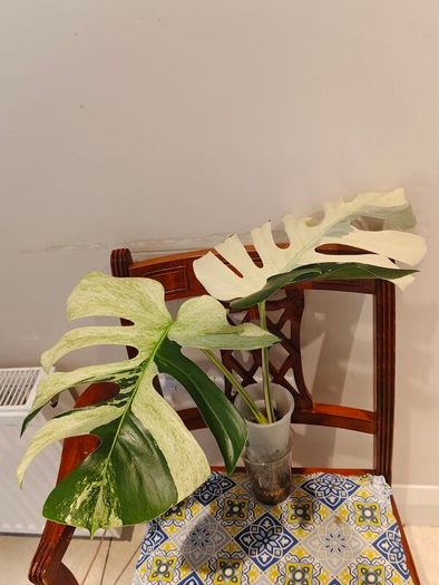 Monstera Mint big leaves