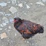 Blue Laced Wyandotte and Auracana Image 3