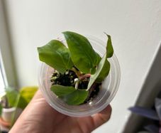 Anthurium Ace of Spades X Luxurians