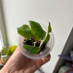 Anthurium Ace of Spades X Luxurians