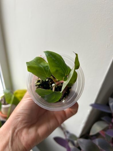 Anthurium Ace of Spades X Luxurians